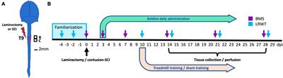 Boldine modulates glial transcription and functional recovery in a murine model of contusion spinal cord injury